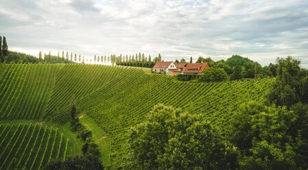 Vineyards of Southern Styria near Stainz | © STG | Michael Königshofer