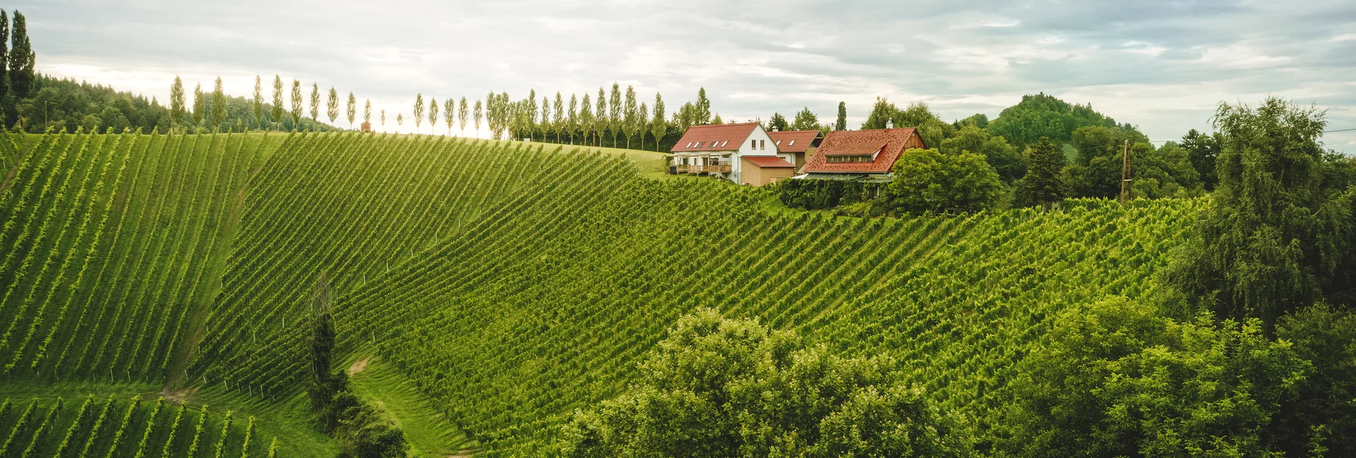 Vineyards of Southern Styria near Stainz | © STG | Michael Königshofer