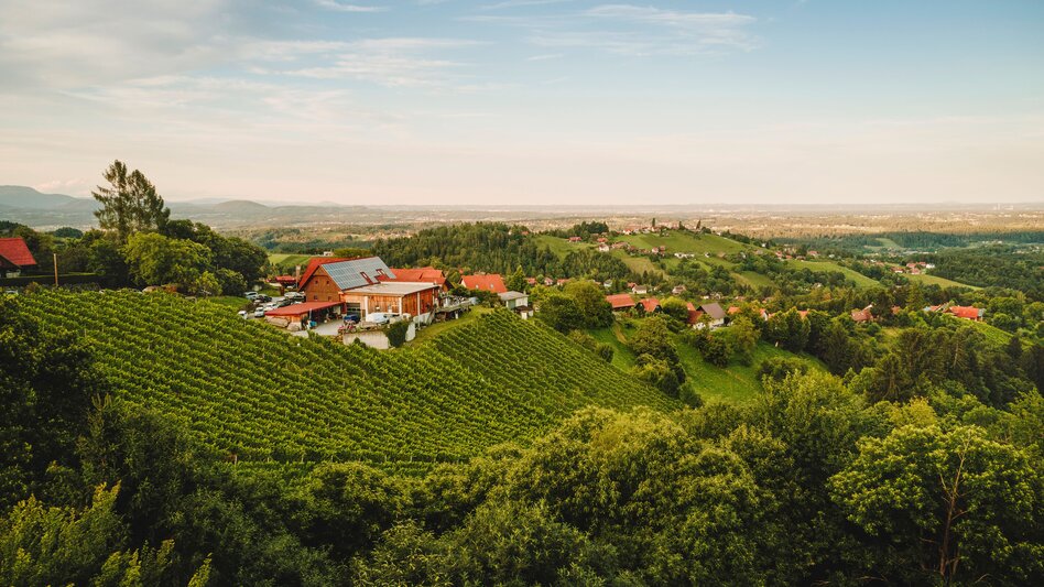 Weingärten der Südsteiermark bei Stainz