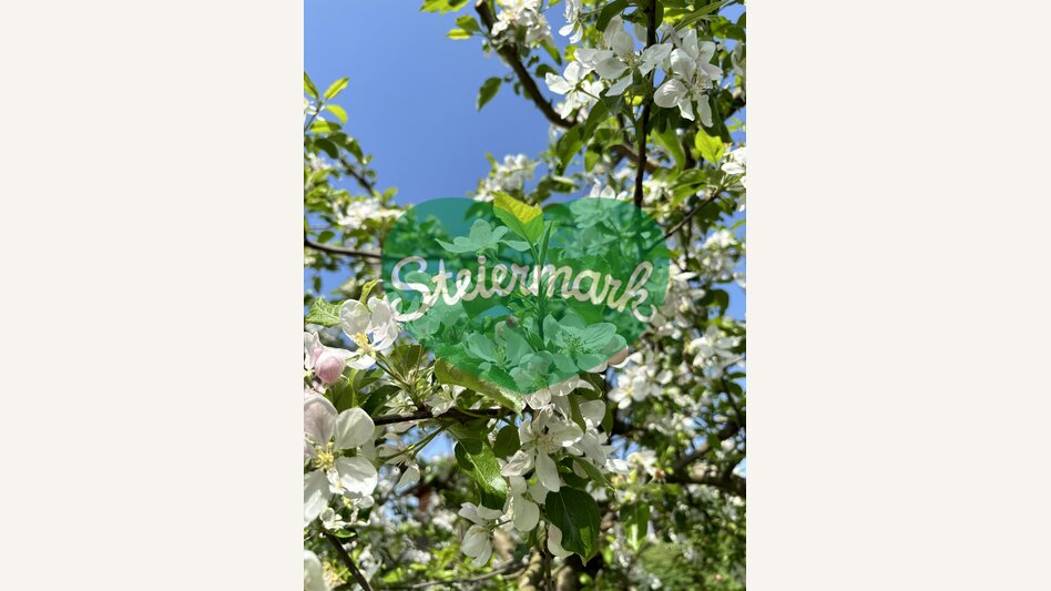 Apple blossom in the Green Heart of Austria | © STG | Günther Steininger