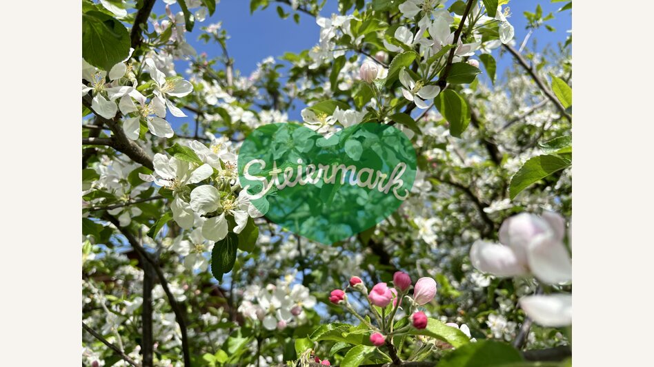 Apple blossom in the Green Heart of Austria | © STG | Günther Steininger
