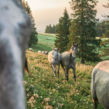 Lipizzaner auf der Sommerweide | © TV Region Graz | Robert Maybach
