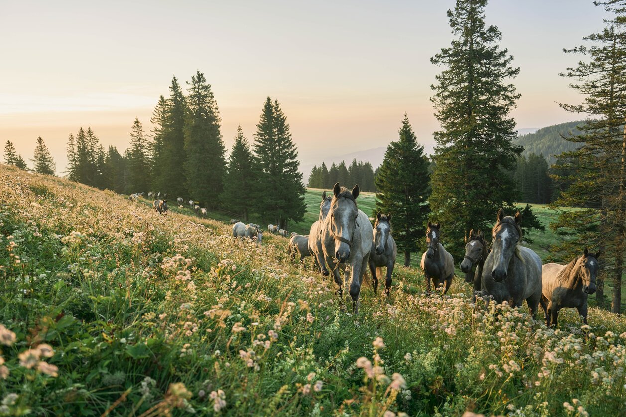Lipizzaner auf der Sommerweide | © TV Region Graz | Robert Maybach