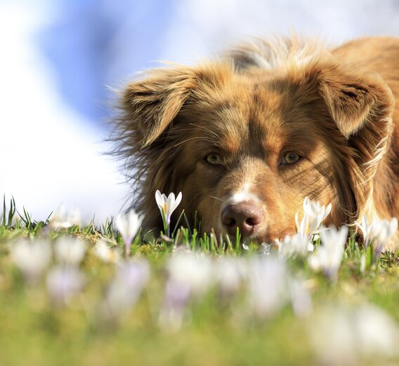 spring in the mountains: dog on a crocus meadow | © Steiermark Tourismus | photo-austria.at