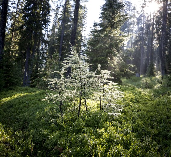 Grün als natürlicher Kraftspender | © Steiermark Tourismus | Tom Lamm