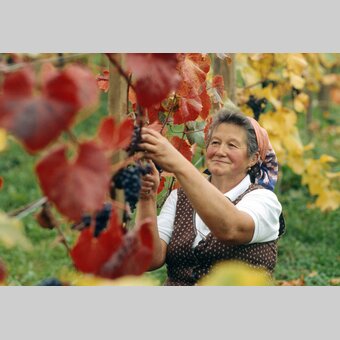 168005, st2060 | © Steiermark Tourismus | Atelier Jungwirth / Christa Strobl