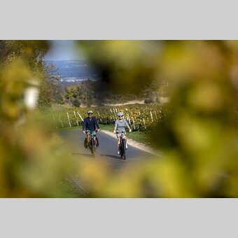 Cycling at the Styrian Wine Country Cycling Tour, Sernauberg | © Steiermark Tourismus | Tom Lamm
