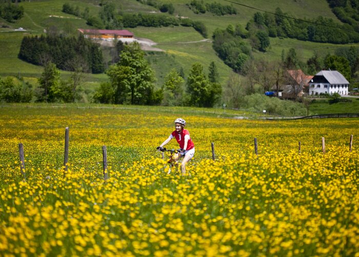 Murradweg: Radfahren im Frühling | © Steiermark Tourismus | Tom Lamm