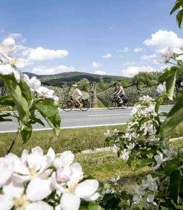 Radfahren im Apfelland auf der Weinland Steiermark Radtour nahe Puch | © STG | Tom Lamm