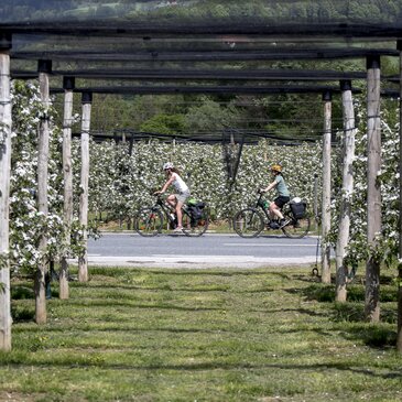 Radfahren im Apfelland auf der Weinland Steiermark Radtour nahe Puch