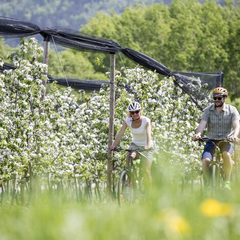 Radfahren im Frühling zwischen Apfelblüten | © STG | Tom Lamm