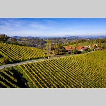 Cyclists at the Styrian Wine Country Cycling Tour | © Steiermark Tourismus | Tom Lamm