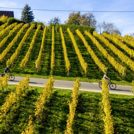 Radfahren im Weinland Steiermark | © STG | Tom Lamm