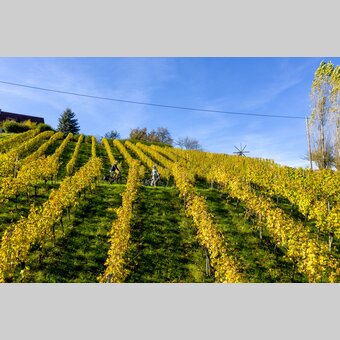 Cycling in the Styrian Wine Country | © Steiermark Tourismus | Tom Lamm