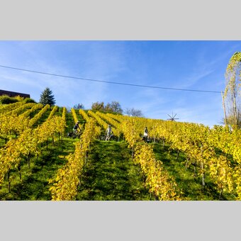 Cycling in the Styrian Wine Country | © Steiermark Tourismus | Tom Lamm