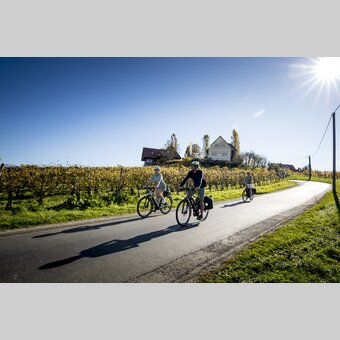 Cycling at the Styrian Wine Country Cycling Tour | © Steiermark Tourismus | Tom Lamm