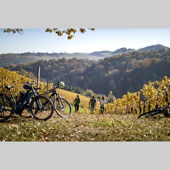 Cycling at the Styrian Wine Country Cycling Tour | © Steiermark Tourismus | Tom Lamm