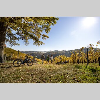 Cycling at the Styrian Wine Country Cycling Tour | © Steiermark Tourismus | Tom Lamm
