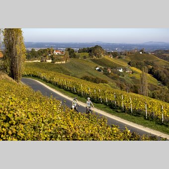Radfahren auf der Weinland Steiermark Radtour | © STG | Tom Lamm