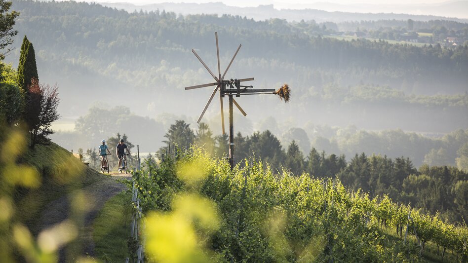 Radfahrer in den Weingärten Hochgrail bei St. Stefan ob Stainz | © Schilcherland Steiermark | Velontour