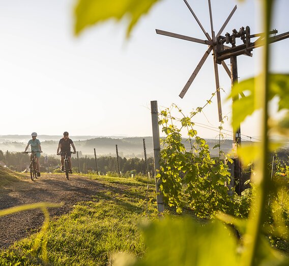 Weinland Steiermark Radtour: Weingärten Hochgrail bei St. Stefan ob Stainz | © Schilcherland Steiermark / Velontour | Velontour