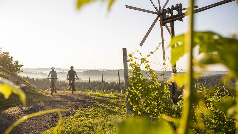 Radfahrer in den Weingärten Hochgrail bei St. Stefan ob Stainz