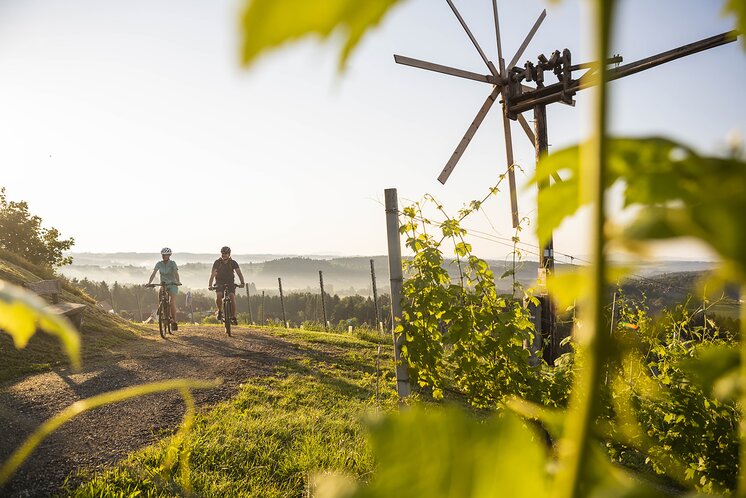 Radfahrer in den Weingärten Hochgrail bei St. Stefan ob Stainz | © Schilcherland Steiermark | Velontour