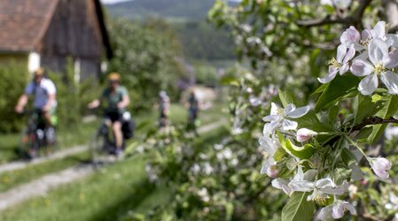 Radfahren im Frühling zwischen Apfelblüten | © STG | Tom Lamm