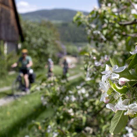 Radfahren im Frühling zwischen Apfelblüten | © STG | Tom Lamm