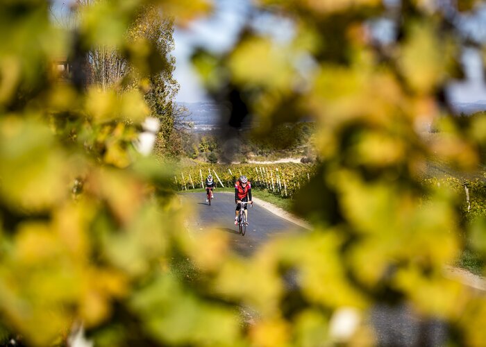 Radfahren auf der Weinland Steiermark Radtour, Sernauberg | © Steiermark Tourismus | Tom Lamm