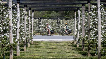 Radfahren im Frühling: zwischen Apfelblüten auf der Weinland Steiermark Radtour nahe Puch. Oststeiermark | © Steiermark Tourismus | Tom Lamm