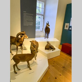 Jagdmuseum im Schloss Stainz | © STG | Sarah Valda