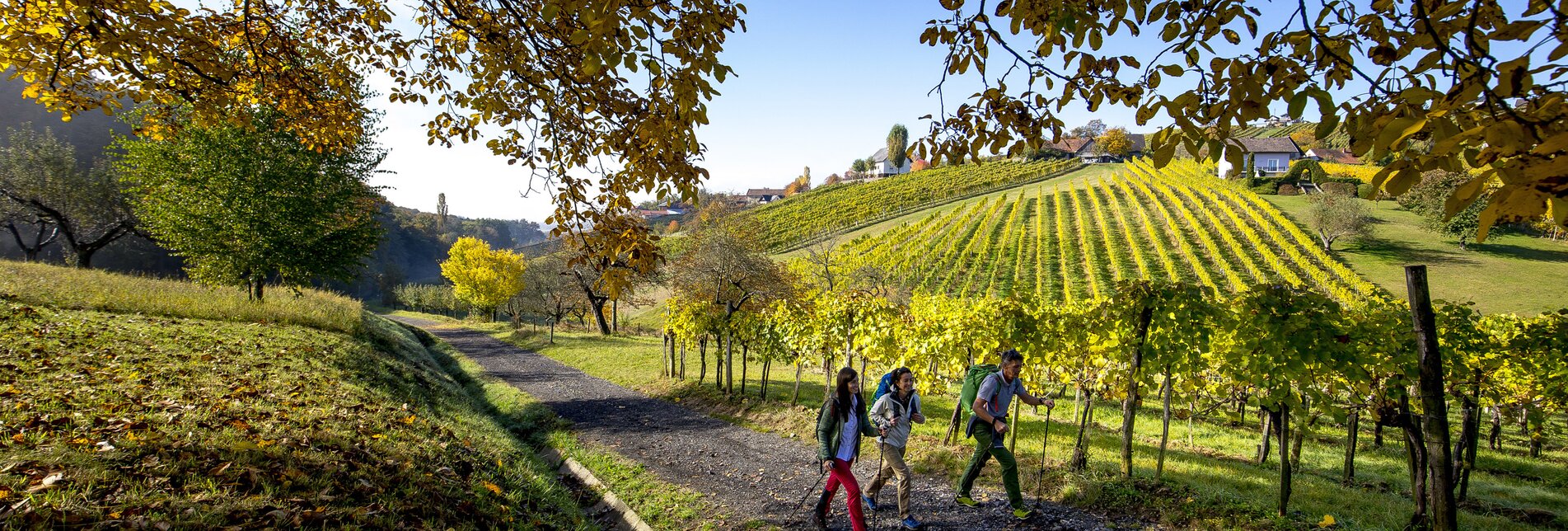 Wandern "Vom Gletscher zum Wein" nach Klöch, Südoststeiermark | © Steiermark Tourismus | Tom Lamm