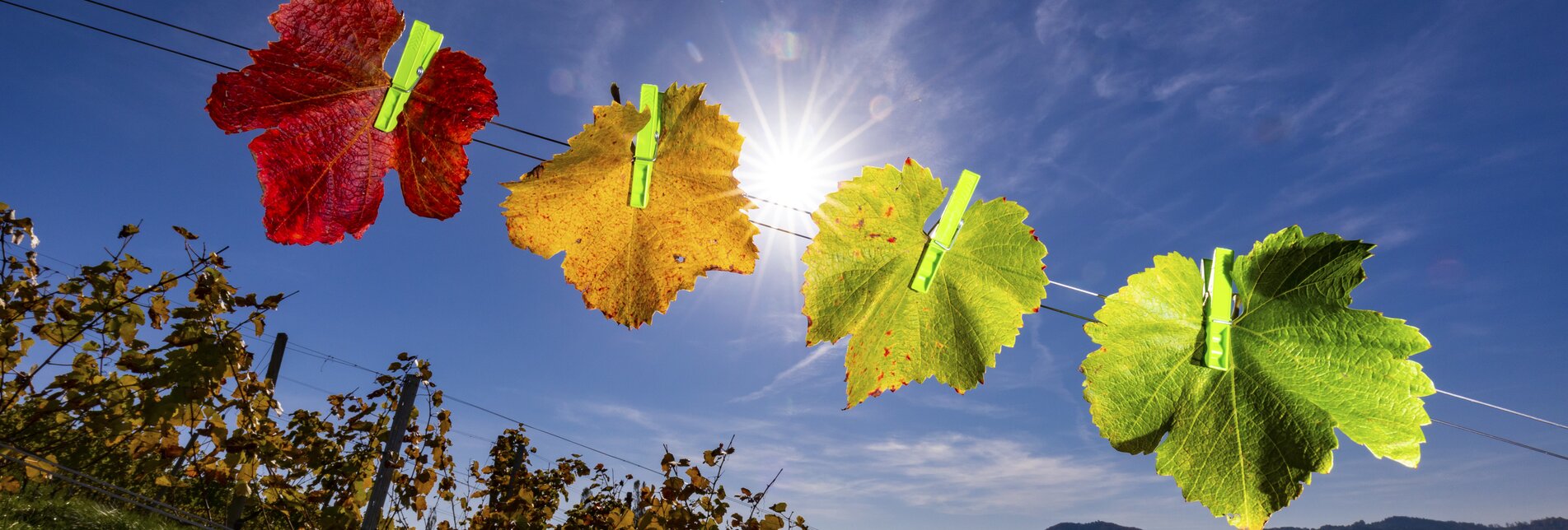 vineyard in autumn | © Steiermark Tourismus | Harry Schiffer