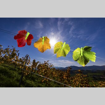 vineyard in autumn | © Steiermark Tourismus | Harry Schiffer