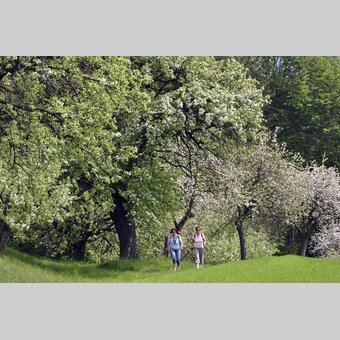 Wandern zur Hirschbirnenblüte | © STG | Gery Wolf