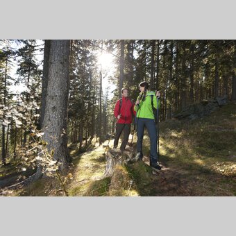 Waldwandern | © STG | Harry Schiffer | ETZ-Pilgrimage Europe SI-AT