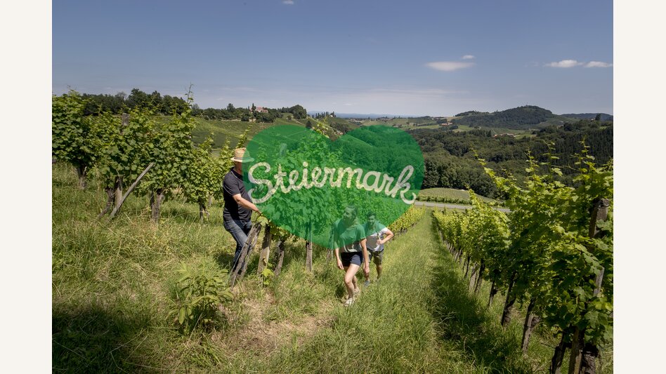 In the vineyards of Hans Söll on the Sernauberg | © Südsteiermark | Tom Lamm