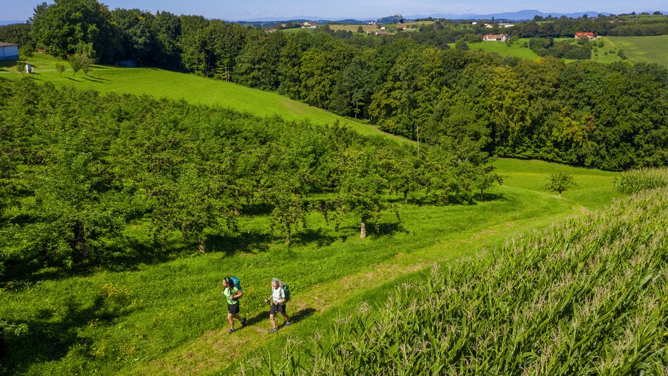Am Weg von Unterlamm nach Riegersburg entlang von Holunderkulturen | © STG | pixelmaker.at
