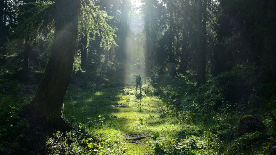 Am Weg vom Stoderzinken nach Bad Mitterndorf