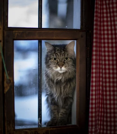 Blick in die warme (Katzen-) Stube | © STG | Tom Lamm
