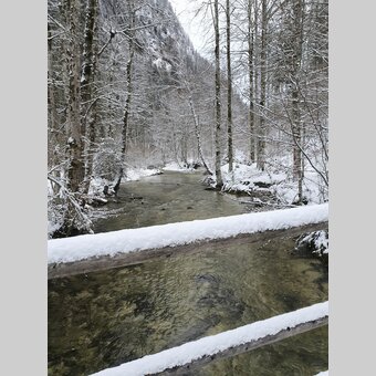 Winter atmosphere in the forest | © Steiermark Tourismus | Günther Steininger