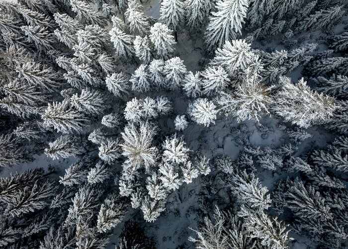 Steirischer Winter-Wald von oben | © STG | Tom Lamm