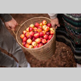 Korb voller Vitamine | © STG | Michaela Lorber