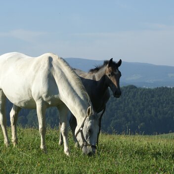 Stute mit ihrem Fohlen | © Spanische Hofreitschule I Lipizzanergestüt Piber