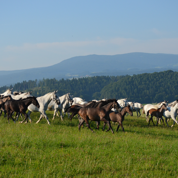 © Spanische Hofreitschule I Lipizzanergestüt Piber
