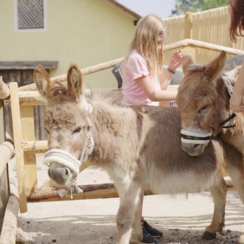 Esel streicheln am Bauernhof | © UAB I Urlaub am Bauernhof