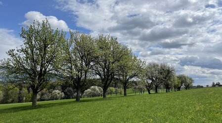 Streuobstwiese mit Hirschbirnenbäumen im Naturpark Pöllauer Tal | © STG | Lisa Anderle