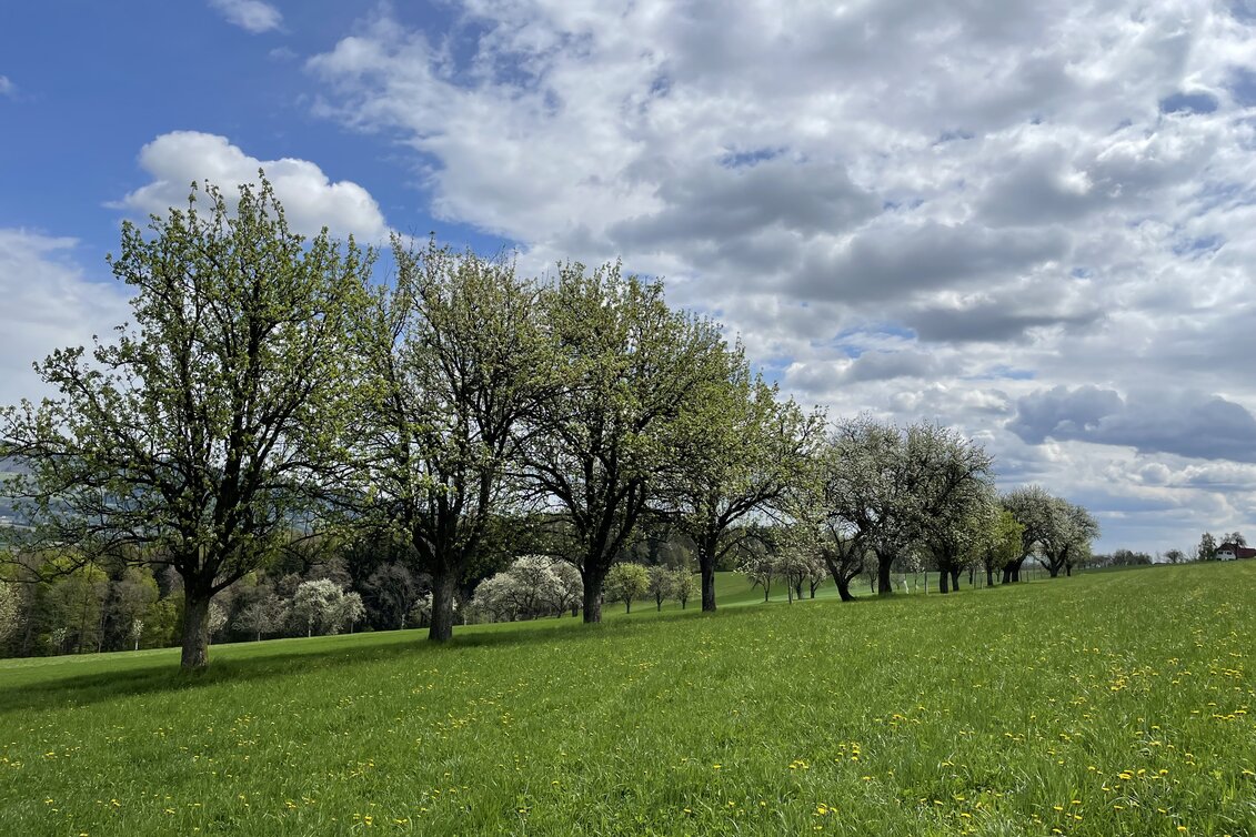 Streuobstwiese mit Hirschbirnenbäumen im Naturpark Pöllauer Tal | © STG | Lisa Anderle