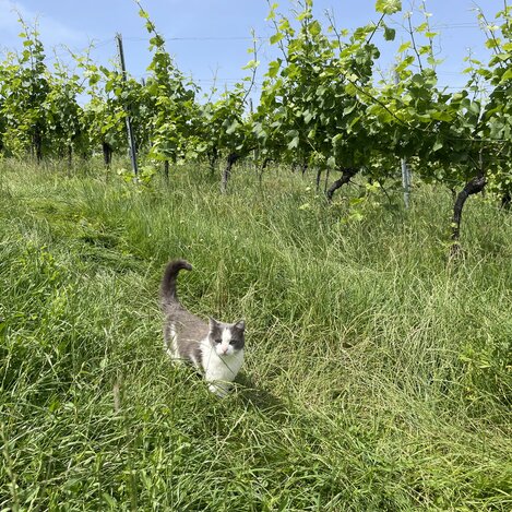 Tierischer Besuch im Weingarten | © Steiermark Tourismus | Lisa Anderle